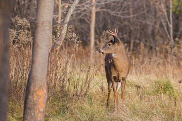 white tailed deer in rut