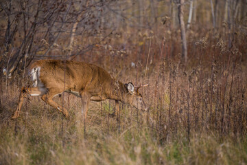white tailed deer in rut