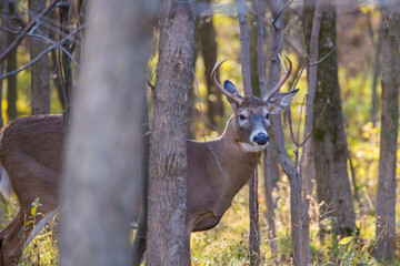 white tailed deer in rut