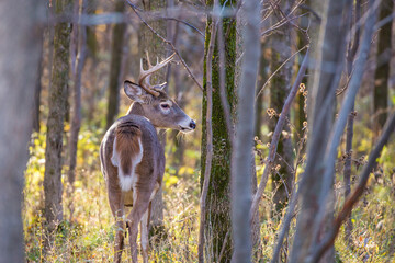 white tailed deer in rut
