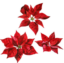 Set of watercolor poinsettia flowers. Euphorbia pulcherrima illustration on isolated background. Hand drawn christmas star flower. Design for cards, invitations, holidays