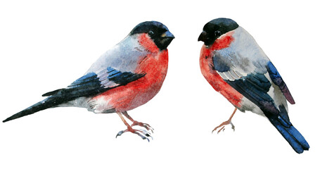 Watercolor set of bullfinches. Hand drawn winter birds. Christmas symbol on isolated background. Design for invitations, cards, holidays