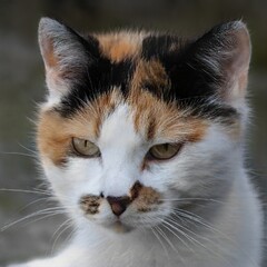 portrait of a nice cat