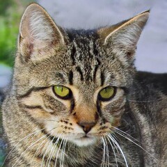 portrait of a nice cat