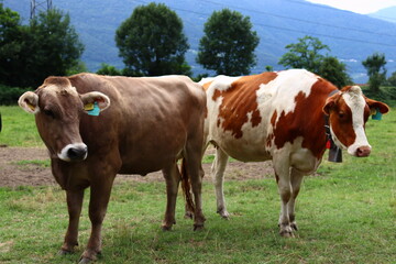 Naklejka na ściany i meble Swiss cow