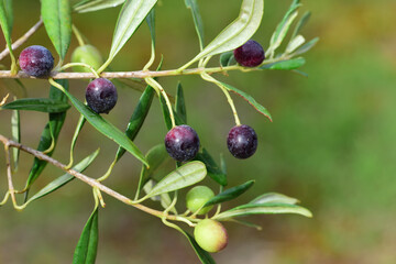 An olive branch with small ripe dark and still unripe green olives against a green background in nature