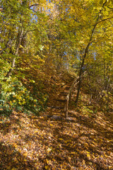 Hiking trail through fall foliage forest
