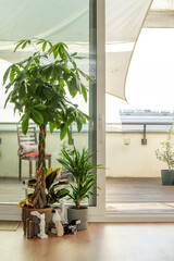 Pachira aquatica, brazilian trunk and croton petra inside an apartment with a terrace