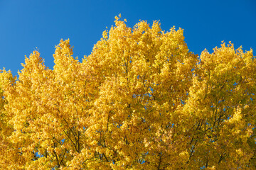 Tall tree with yellow fall foliage and blue sky background
