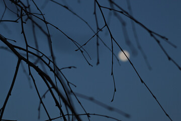 Fototapeta premium Branches of a tree and evening sky