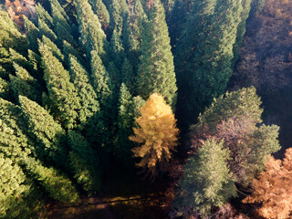 Aerial view of Old Sequoia forest near village of Bogoslov, Bulgaria