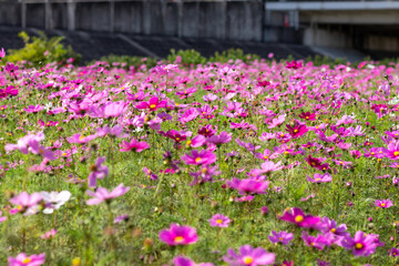 満開のコスモス畑