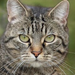 portrait of a nice cat