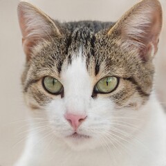 portrait of a nice cat