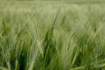Ripening ears of meadow wheat field. Rich harvest Concept. Ears of green wheat close up.