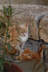 Cat family living in Valletta, Malta