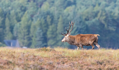 Red deer stag (Cervus elaphus) poses in front of forest landscape in the Cairngorms National Park, Scottish highlands