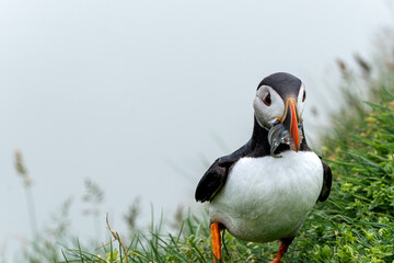 Beautiful close up view of Puffins  -Fratercula- feeding with sardine fish in the Mykines -Faroe Islands 