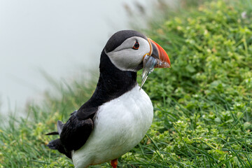 Beautiful close up view of Puffins  -Fratercula- feeding with sardine fish in the Mykines -Faroe Islands 