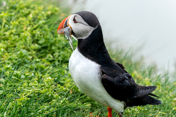 Beautiful close up view of Puffins  -Fratercula- feeding with sardine fish in the Mykines -Faroe Islands 