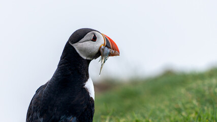 Beautiful close up view of Puffins  -Fratercula- feeding with sardine fish in the Mykines -Faroe Islands 
