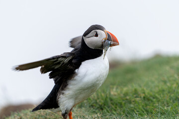 Beautiful close up view of Puffins  -Fratercula- feeding with sardine fish in the Mykines -Faroe Islands 