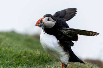 Beautiful close up view of Puffins  -Fratercula- feeding with sardine fish in the Mykines -Faroe Islands 