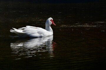 PATO