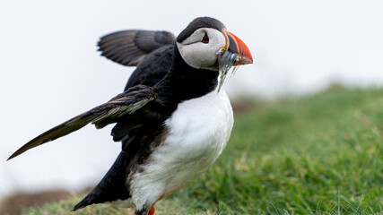 Beautiful close up view of Puffins  -Fratercula- feeding with sardine fish in the Mykines -Faroe Islands 