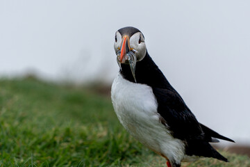 Beautiful close up view of Puffins  -Fratercula- feeding with sardine fish in the Mykines -Faroe Islands 