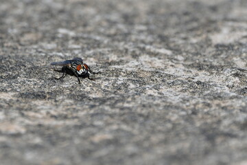 MOSCA