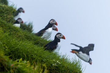 Close up view of the beautiful Puffins  -Fratercula- in the natural environment in the Mykines island -Faroe Islands 