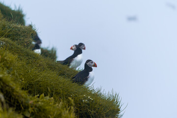 Close up view of the beautiful Puffins  -Fratercula- in the natural environment in the Mykines island -Faroe Islands 