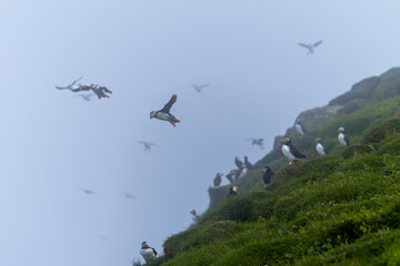 Close up view of the beautiful Puffins  -Fratercula- in the natural environment in the Mykines island -Faroe Islands 