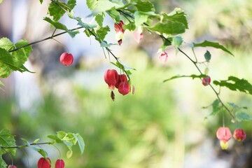 Fototapeta premium Trailing abutilon flowers. Malvaceae evergreen vine shrub Native to Brazil. The flowering time is long, and beautiful flowers with contrasting red and yellow bloom from April to November. 