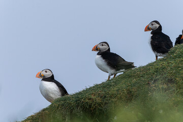 Fototapeta premium Close up view of the beautiful Puffins -Fratercula- in the natural environment in the Mykines island -Faroe Islands 