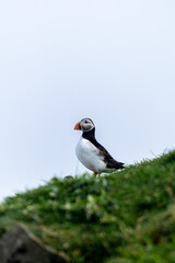 Close up view of the beautiful Puffins  -Fratercula- in the natural environment in the Mykines island -Faroe Islands 
