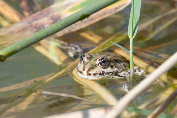 Frog watching.Frog looks out of the water.