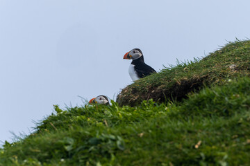 Close up view of the beautiful Puffins  -Fratercula- in the natural environment in the Mykines island -Faroe Islands 