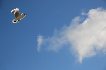 Seagull in blue sky with clouds: freedom!