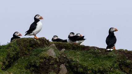 Close up view of the beautiful Puffins  -Fratercula- in the natural environment in the Mykines island -Faroe Islands 
