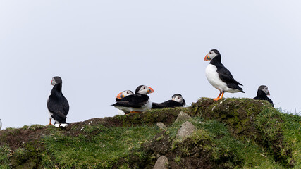 Close up view of the beautiful Puffins  -Fratercula- in the natural environment in the Mykines island -Faroe Islands 