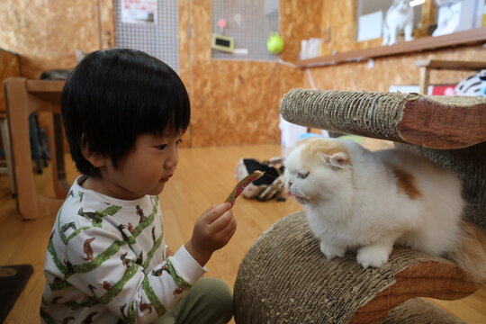 猫カフェ Images Browse 1 292 Stock Photos Vectors And Video Adobe Stock