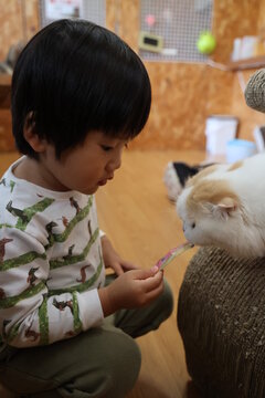 猫カフェ Images Browse 1 292 Stock Photos Vectors And Video Adobe Stock