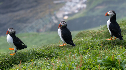 Close up view of the beautiful Puffins  -Fratercula- in the natural environment in the Mykines island -Faroe Islands 