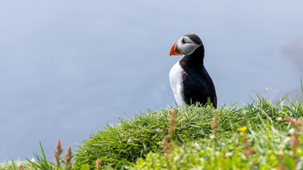 Close up view of the beautiful Puffins  -Fratercula- in the natural environment in the Mykines island -Faroe Islands 