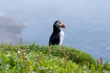 Close up view of the beautiful Puffins  -Fratercula- in the natural environment in the Mykines island -Faroe Islands 