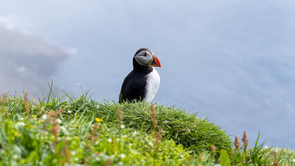 Close up view of the beautiful Puffins  -Fratercula- in the natural environment in the Mykines island -Faroe Islands 