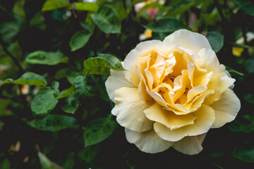 Beautiful blooming yellow and white rose in the garden