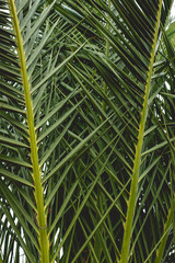 Beautiful and green palm tree leaves and details